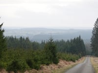 Pannensterzkopf von Küchelscheid