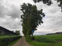 Papenweg von Mheer