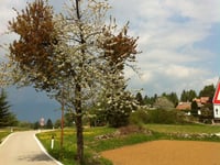Passo Bordala von Loppio