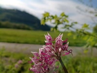 Passo dell'Incisa from Para