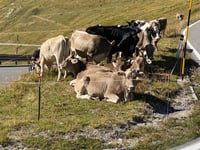 Stilfser Joch von Bormio