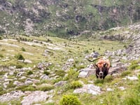 Paso Gavia desde Bormio