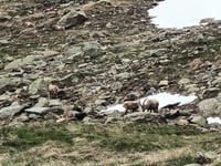 Paso Gavia desde Bormio
