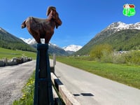 Passo Forcola di Livigno desde Livigno
