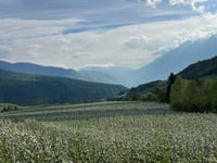 Passo Predaia von Mollaro