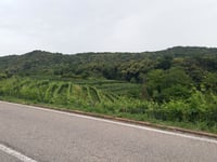 Pedrinate from Novazzano