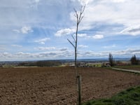 Petegemberg from Volkaartsbeek