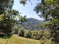 Petit Drumont