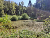 Petit Drumont