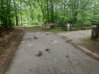 Petrea über Parkweg