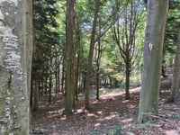 Pian dei Corsi from Feglino