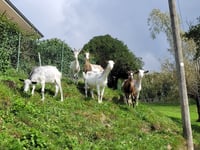 Pian del Lupo da Pont Canavese