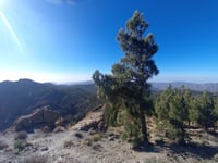 Pico de las Nieves