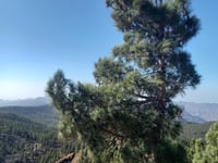 Pico de las Nieves from La Playa de Mogán