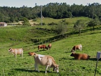 Pielasierra da Río Cabra