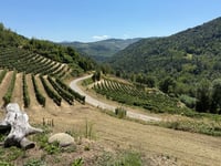 Salita 'Gianni Bugno' von Rocchetta Belbo