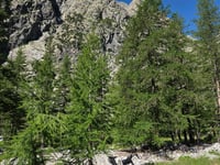 Pré de Madame Carle z Vallouise