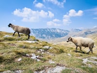 Prevoj Sedlo / Durmitor vanuit Plužine via Trsa