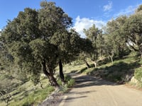 Puig de Santa Magdalena przez Camí de Santa Magdalena