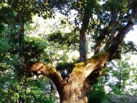 Quercia di Donato / Via dei Cappuccini da Scurcola Marsicana