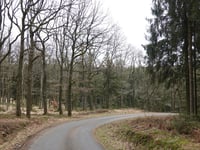 Raalkopf von Spohrbach