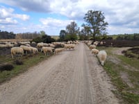 Ramenberg da Loenen