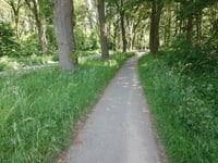 Roghairsparren