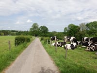 Rindsbergweg von Pützgasse