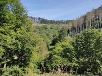 Rölvede vanuit Dahl