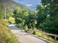 Route du Chêne