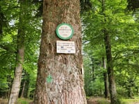 Route forestiêre des Russes von Steigenbach