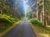 Route forestiêre des Russes from Steigenbach