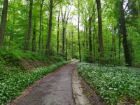 Rue de Borre von Argenteau