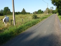 Rue Hûta von Croix Papet