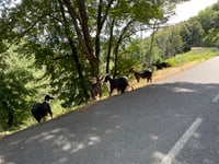 San-Andréa-di-Cotone über Col de Gugliani