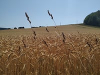 Schanzerweg von Felderbachstrasse