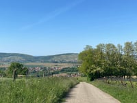 Scharrach von Scharrachbergheim-Irmstett über Rue des Vignes