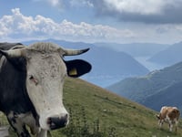 Selletta del Monte Calbiga / Rifugio Venini desde San Fedele Intelvi