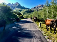 Silvretta-Hochalpenstrasse / Bielerhöhe