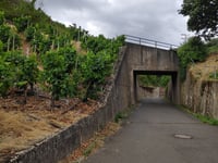 Sortengarten da Zeltingen