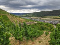 Sortengarten da Zeltingen
