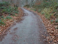 Stammenderbos from Spaubeek