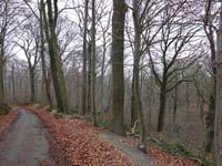 Stammenderbos from Spaubeek