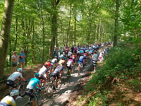 Stammenderbos from Spaubeek