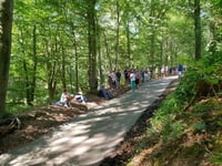 Stammenderbos from Spaubeek