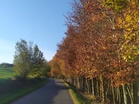 Steckenborn da Woffelsbach via Hechelscheid