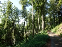 Steinkühle