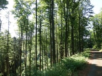 Steinkühle