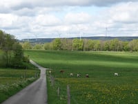 Strauch über Breufeldstrasse