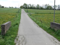Strauch über Breufeldstrasse